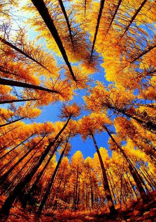 Fall